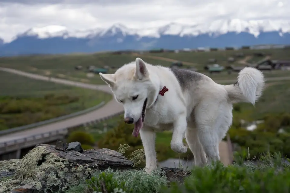 A husky on a walk in the hills above Taylor Park