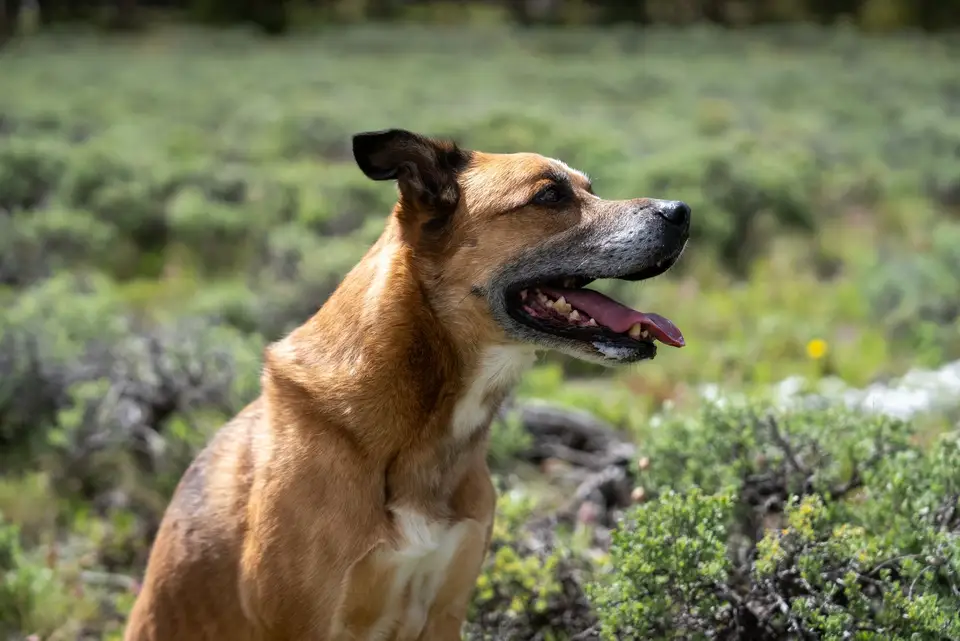 A happy dog in the wildflowers on a cabin-guest walk